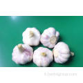 Aglio bianco shandong bianco sbucciato